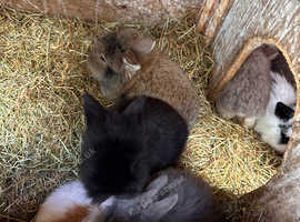 Baby rabbits