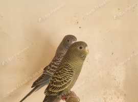 Blackface budgie