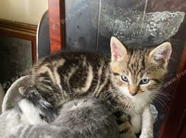 Kitten 12 weeks