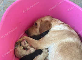 Gorgeous labradoodle puppies