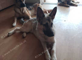 Saddleback german shepherd sales puppies for sale