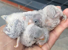 Baby Budgies