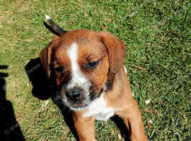 Staffy puppy