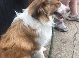 SpecialBlue roughcollie/Bordecollie