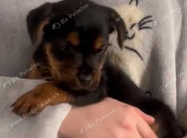 Beautiful Patterdale lakeland puppies ready now