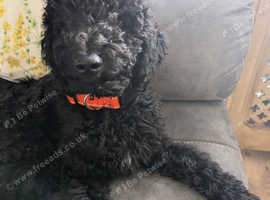 Irish doodle puppy