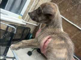 2 females left, Bennington bull greyhound x wheaten x deerhound x greyhound