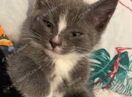 4 beautiful kittens