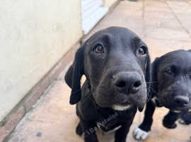 9 week old springador puppy's looking for there forever homes