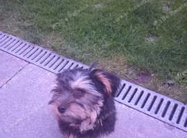 4 and half month yorkiepoo