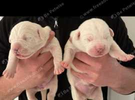 Mastiff pups