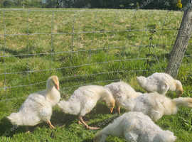 Goslings Ebden Geese