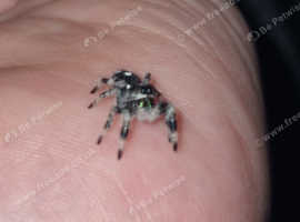 P.Regius juvies, unsexed