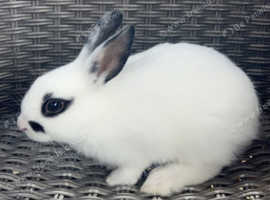 Lionhead bunnies for hot sale adoption near me