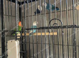 Birds for sale in Preston Freeads