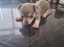 Adorable Chihuahua Puppies