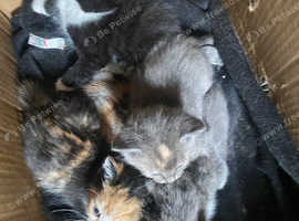 6 kittens for sale 8 weeks old