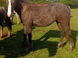Welsh x Irish draught filly