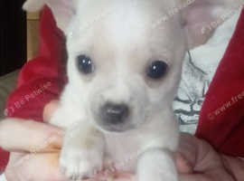 Tiny, beautiful chihuahua's for sale