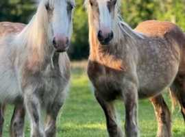 3 Top Quality Fillies For Sale