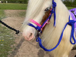 ***Super Safe Children's Pony For Sale***
