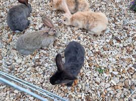 8 week old continental giant rabbits for sale
