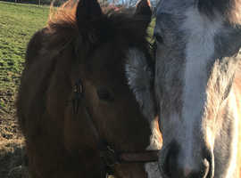 Chestnut colt