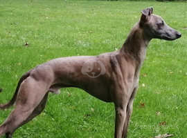 Whippets hot sale at stud