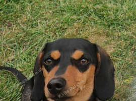 Dachshund