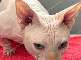 Pink bambino Sphynx boy