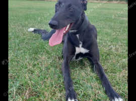 3 Year Old Female Lurcher in Gateshead on Freeads Classifieds ...