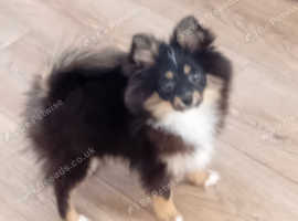 Miniature baby pomeranian