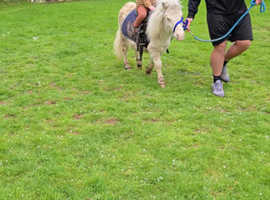 Stunning shetland gelding