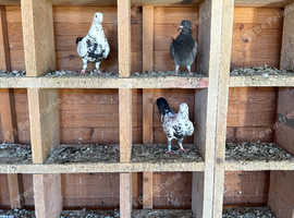 Lovely healthy racing and high flyer pigeons