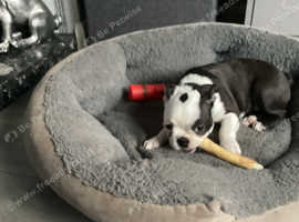 9 BEAUTIFUL BOSTON TERRIER PUPPIES (2 AVAILABLE)