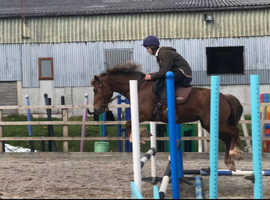 Lovely Welsh mare with so much potential!