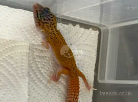 Various leopard geckos available