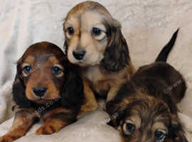 K.C. Longhaired Miniature Male Pups