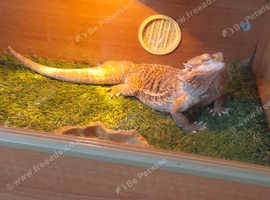 Bearded dragon