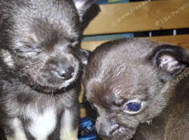 Two tiny shorthaired male chihuahuas.