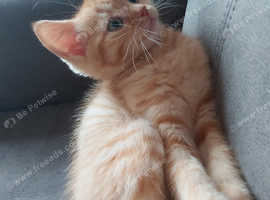 Ginger boy,Ready to change home