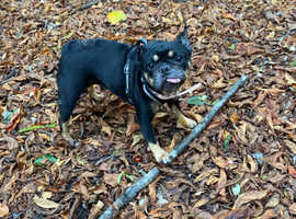 9 year old French bulldog