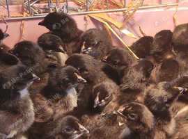 Brahma chick's available