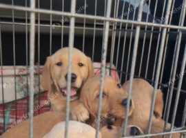 8 week old fox red and yellow pups available