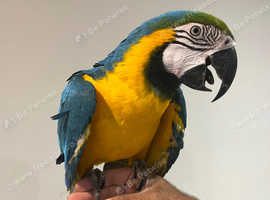 Young Tame Talking Blue & Gold Macaw