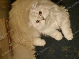 Lovely long hair female silver and white Scottish fold