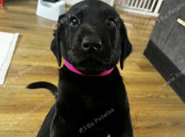 Puppies for sale