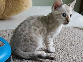 Gorgeous Pedigree Bengal Boy Kittens