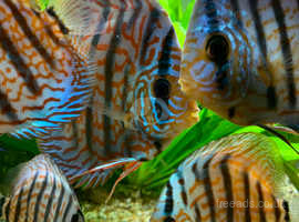 discus fish for sale