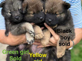 8 Euraiser puppies for sale